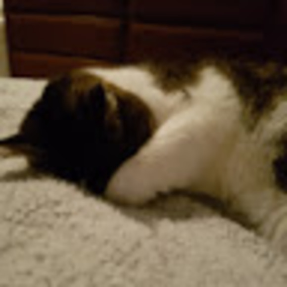 Meet your Posher, Madissen - Picture 1 of 1